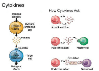 Cytokines stem cell therapy components