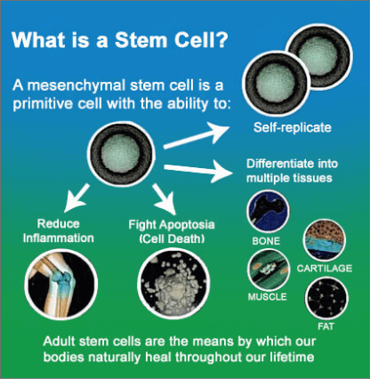 what is stem cell