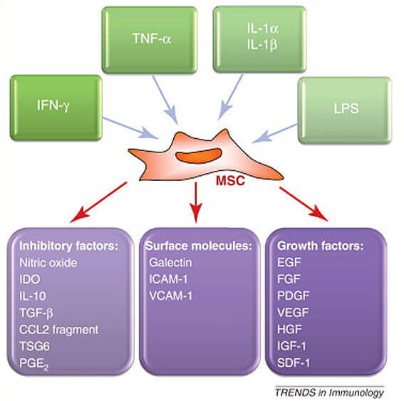 effects of stem cell