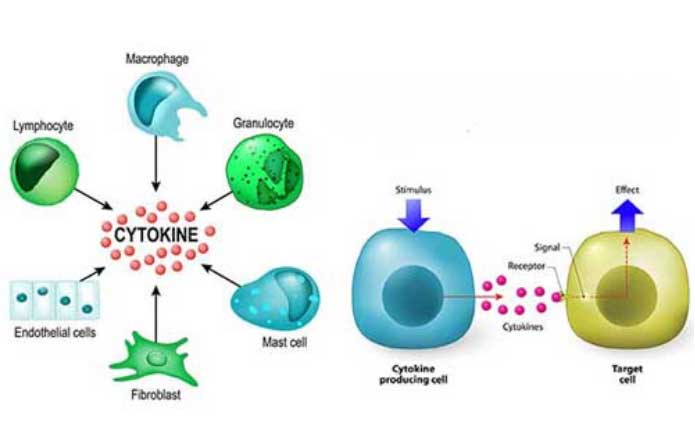 Cytokines stem cell therapy components