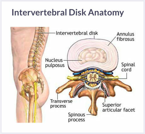 disc anatomy