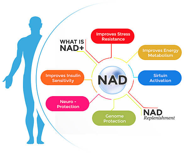 all about NAD